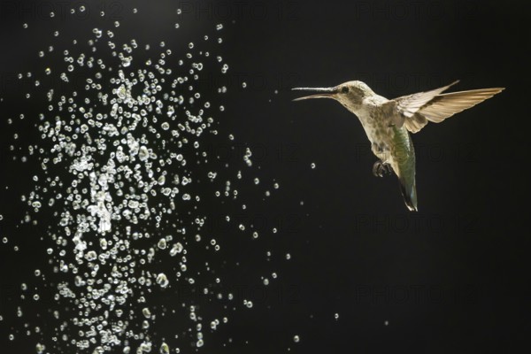 Hummingbird in flight