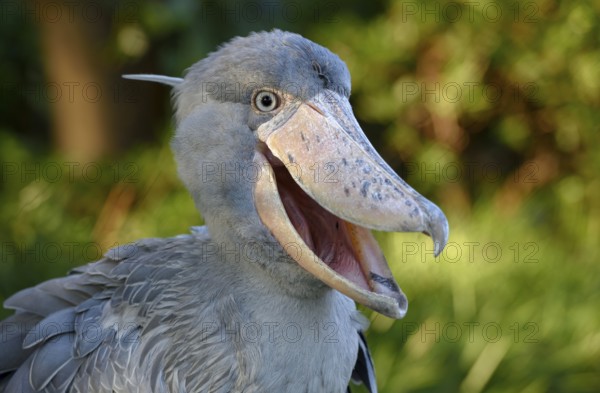Shoebill (Balaeniceps rex), Occurrence in Africa, captive, animal portrait, Japan, Asia