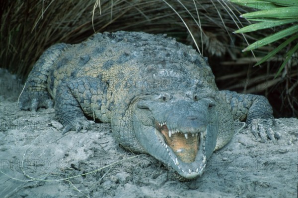 American Crocodile (Crocodylus acutus), Florida, USA, dangerous, North America