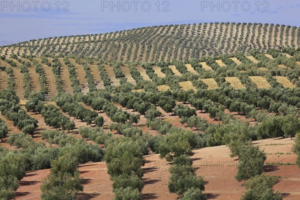 Olive groves, province of Jaon, Andalusia, Spain, Europe