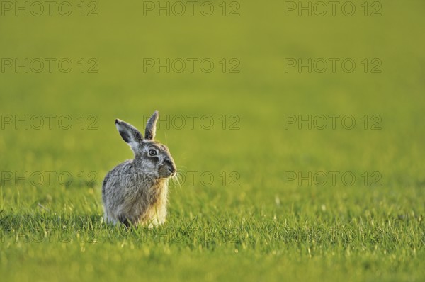 European hare (Lepus europaeus), brown hare sitting in meadow, the Netherlands