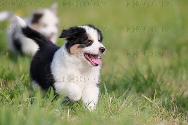 Miniature American Shepherd (Canis lupus familiaris) puppy, puppy running across a meadow, Rhineland-Palatinate, Germany, Europe