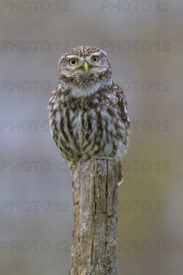Little Owl (Athene noctua), calling male on willow pole, biosphere reserve, Swabian Alb, Baden-Württemberg, Germany, Europe