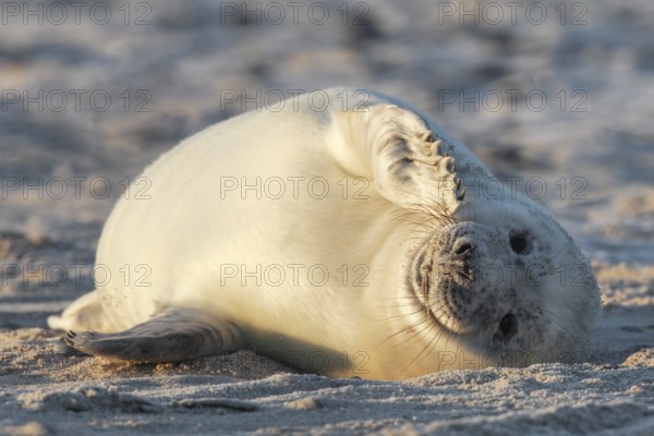 Grey seal, Dune Island Helgoland, Schleswig-Holstein, Germany, Europe