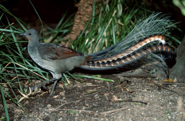 Superb Lyrebird (Menura novaehollandiae), Australia, Oceania