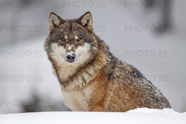 Gray wolf (Canis lupus), sitting, frontal, peaceful, captive, winter, snow, forest, Bavarian Forest National Park, Bavaria, Germany, Europe