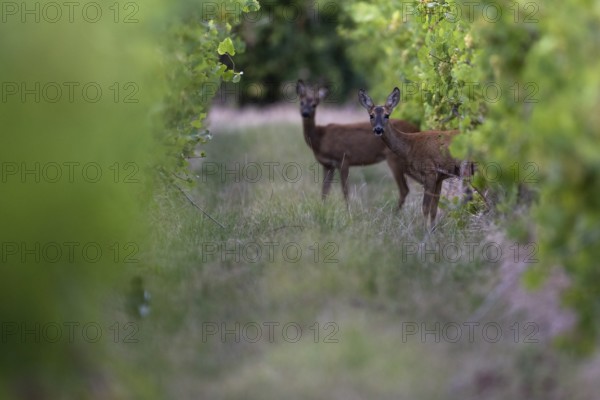 Fawns in summer, Wittlich, Rhineland-Palatinate, Germany, Europe