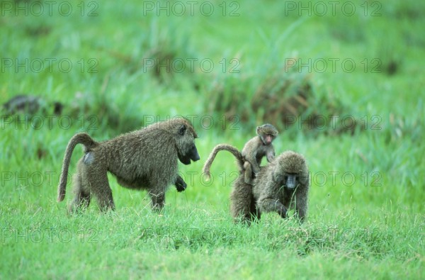 Anubis Baboons (Papio anubis), pair with young, Lake Manyara, Tanzania (Papio cynocephalus anubis), side