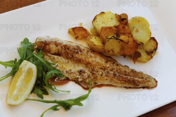 Mediterranean cuisine, fried pike-perch fillet, roast potatoes, fried potatoes, rocket salad, lemon wedge, plate, served, fish dish, food photography, studio, Germany, Europe