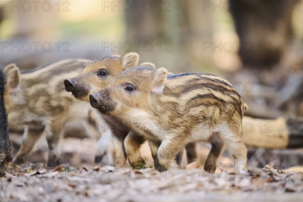 Wild boar (Sus scrofa) squeakers playing in a forest, Bavaria, Germany Europe