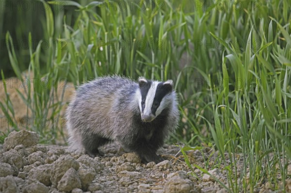 Young European badger (Meles meles) juvenile foraging in field, farmland at dusk in spring