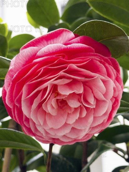 Camellia, Japanese camellia (Camellia japonica), single camellia flower