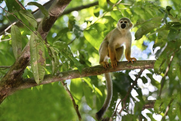 Male Guianan squirrel monkey or Common Squirrel Monkey (Saimiri sciureus) in a tree, Amazonia, Brazil, South America