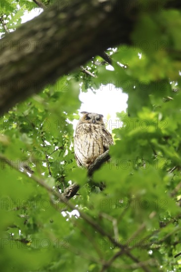 Long-eared owl (asio otus), June, Saxony, Germany, Europe