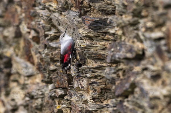 Wallcreeper (Tichodroma muraria) foraging on a wall, wildlife, Germany, Europe