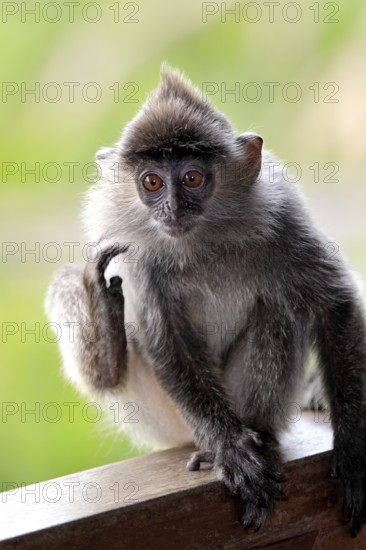 Silvered Leaf Monkey, young, Labuk Bay, Sabah, Borneo, Malaysia (Trachypithecus cristatus) (Presbytis cristatus), Silvery Langur