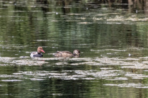Red-crested Pochard (Netta rufina), pair, Baden-Württemberg, Germany, Europe