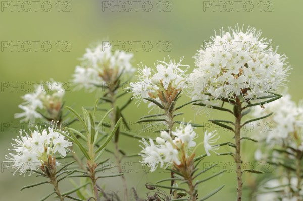 Swamp spurge (Rhododendron tomentosum, Ledum palustre), inflorescences, North Rhine-Westphalia, Germany, Europe