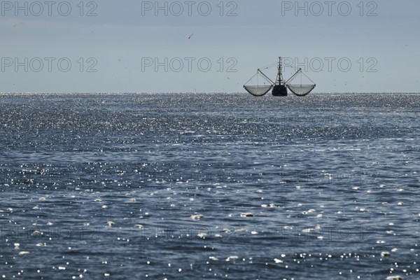 Crab cutter, seagulls, North Frisia, Schleswig-Holstein, Germany, Europe