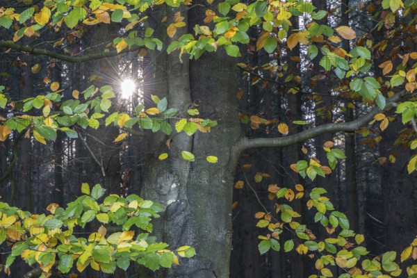 Light in autumnal beech leaves (Fagus sylvatica), Emsland, Lower Saxony, Germany, Europe