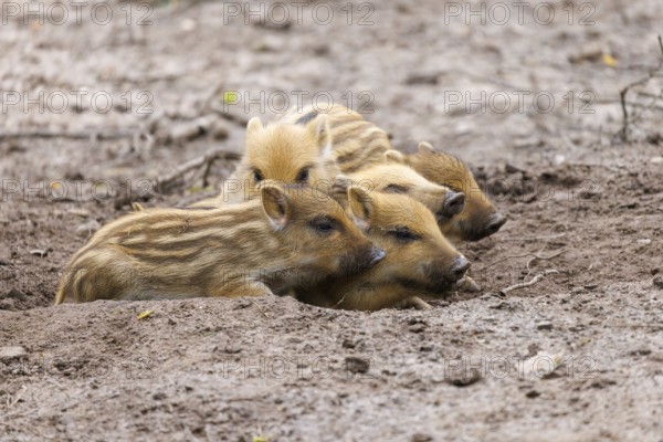 Young wild boars (Sus scrofa), Germany, Europe