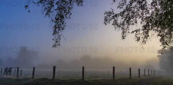 Early morning fog, landscape in and around Wittmoor, Norderstedt, Schleswig-Holstein, Germany, Europe