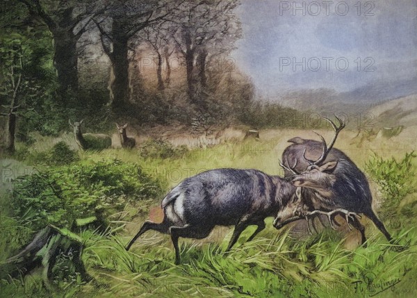 Fighting stags in the rut, 1880, Austria, Historic, digitally restored reproduction of an original 19th century painting, exact original date not known, Europe