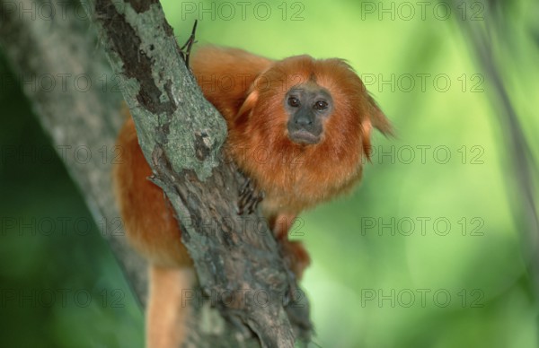 Golden Lion Tamarin (Leontopithecus rosalia rosalia)
