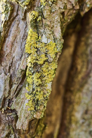Detail of lichen growing on a crack willow (Salix fragilis) bark, Upper Palatinate, Bavaria, Germany, Europe