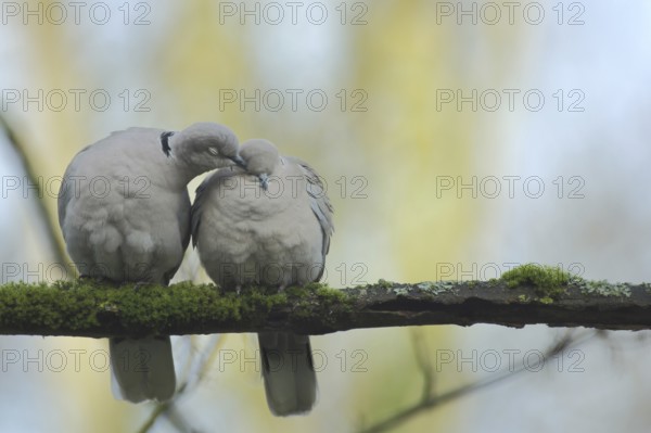 A pair of eurasian collared dove (Streptopelia decaocto) during courtship display and grooming in Bad Schönborn, Baden-Württemberg, Germany, Europe