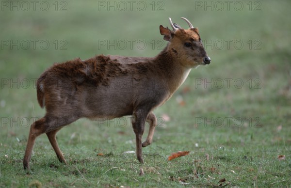 Chinese Muntjak, male (Muntiacus muntjak reevesi), Chinese Muntjak, male, Reeve's Muntjak, lateral, side
