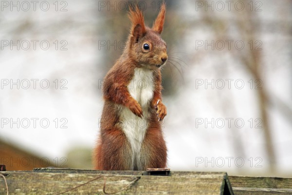 A red squirrel stands watchfully on a wooden background, surrounded by a natural autumn atmosphere, Braunschweig, Lower Saxony, Germany, Europe