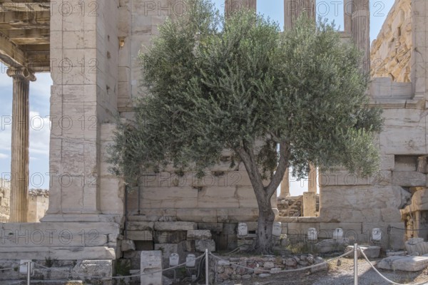 Olive tree in the Temenos of the Pandroseion, Acropolis, Athens, Greece, Europe