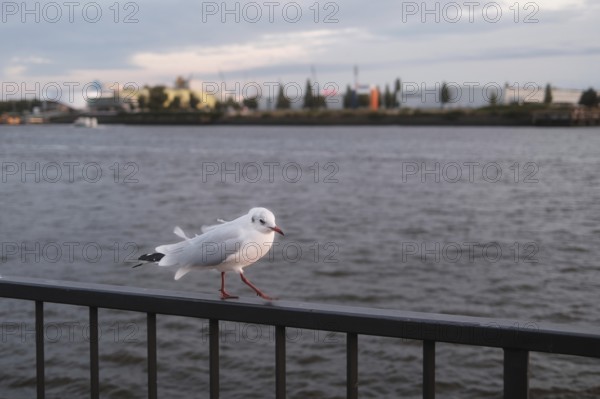 Seagull (Larinae) in Hamburg harbour, blurred background, Hanseatic City of Hamburg, Germany, Europe
