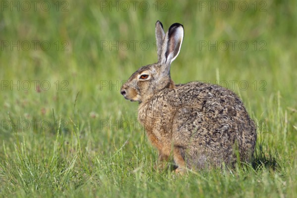 European hare, Lepus europaeus