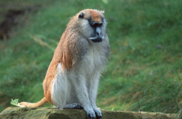 Patas Monkey (Erythrocebus patas), male