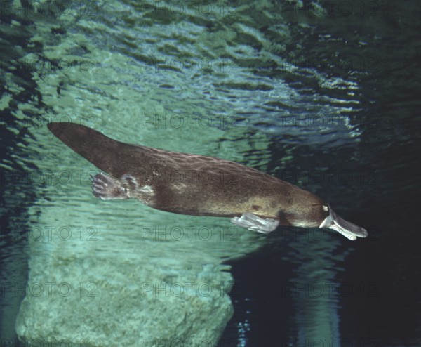 PLATYPUS (ornithorhynchus anatinus), AUSTRALIA