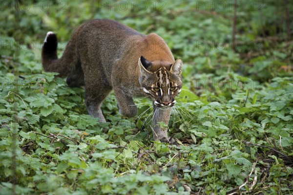 Asian golden cat or Temminks cat, catopuma temmincki, adult running
