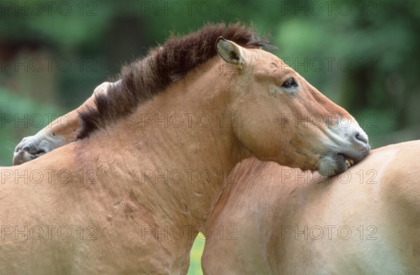 Przewalski-Pferde, Paar, Grooming, Przewalski's (Equus przewalskii) Wild Horses, pair, grooming, [Saeugetiere, mammals, Huftiere, hoofed animals, Pferde, horses, Pferdeartige, equids, Unpaarhufer, Asien, asia, aussen, outdoor, seitlich, side, Portraet, portrait, stehen, standing, zaertlich, tender, adult, Paar, pair, zwei, two, Querformat, horizontal, Grooming, Zuneigung, affection, Pflege, care, beauty, Fellpflege]