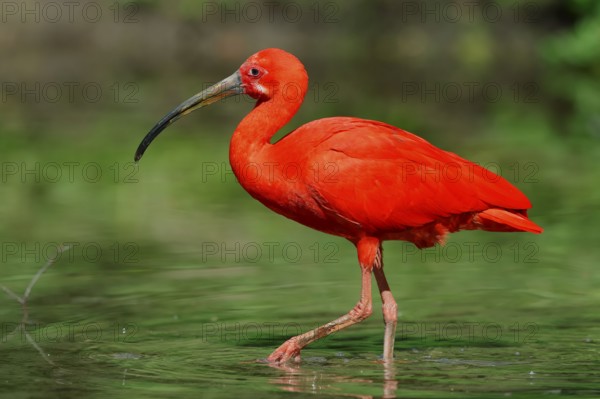 Scarlet Ibis (Eudocimus ruber)