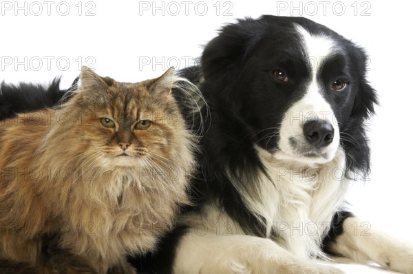 Border Collie Male with Tortoiseshell Persian Female, Dog and Cat laying against White Background