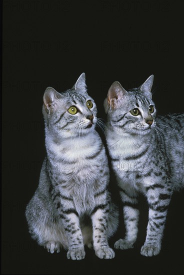Egyptian Mau Domestic Cat, Adults against Black Background