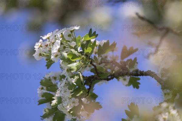 Single-stemmed common hawthorn (Crataegus monogyna), flowers against a blue sky, Dümmer See, Lower Saxony, Germany, Europe