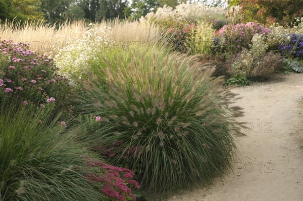 Lamp-cleaning grass (Pennisetum alopecuroides 'Hameln')