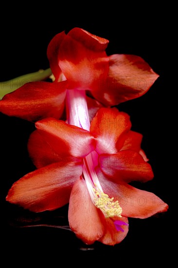 A close up studio photo of a Christmas cactus flower on a bacl reflective surface