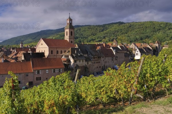 Vineyard and townscape Riquewihr in Alsace, France, Vineyard and townscape Riquewihr, Alsace in France, Europe