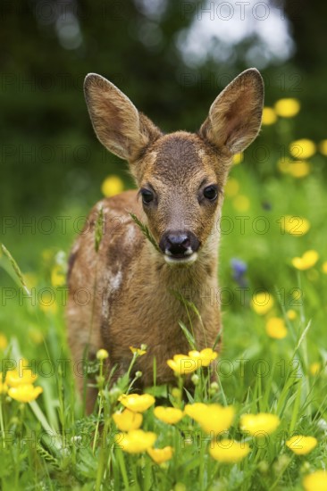 Roe Deer (capreolus capreolus), Fawn with Yellow Flowers, Normandy