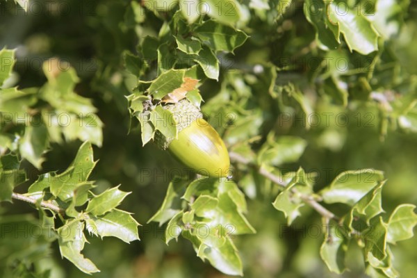 Acorn green fruits on the oak tree in the forest, wild life
