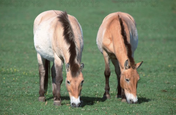 Przewalski's (Equus przewalskii) Wild Horses, mares, grazing, Przewalski-Pferde, Stuten, grasend, [Asien, asia, Saeugetiere, mammals, Huftiere, hoofed animals, Pferdeartige, equids, Unpaarhufer, aussen, outdoor, frontal, head-on, von vorne, Wiese, meadow, adult, fressen, eating, Ernaehrung, food, feeding, zwei, two, Querformat, horizontal, weiblich, female]