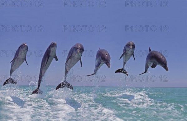 Bottlenose dolphin (tursiops truncatus), group jumping, Honduras, Central America